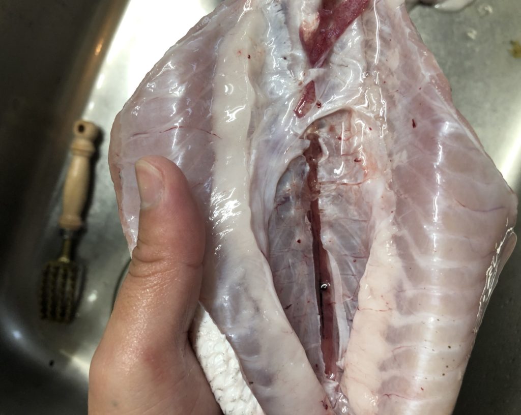 長崎地磯で釣ったヒラスズキ　アスリート120SSPで釣ったヒラスズキ　内臓脂肪たっぷりのヒラスズキ