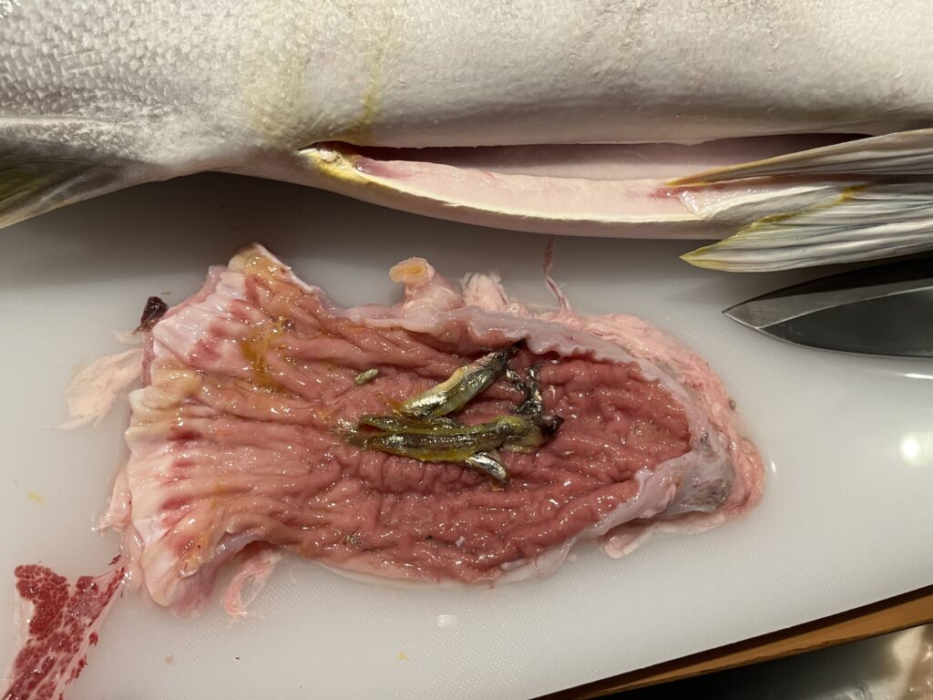 平政の胃の中のベイト