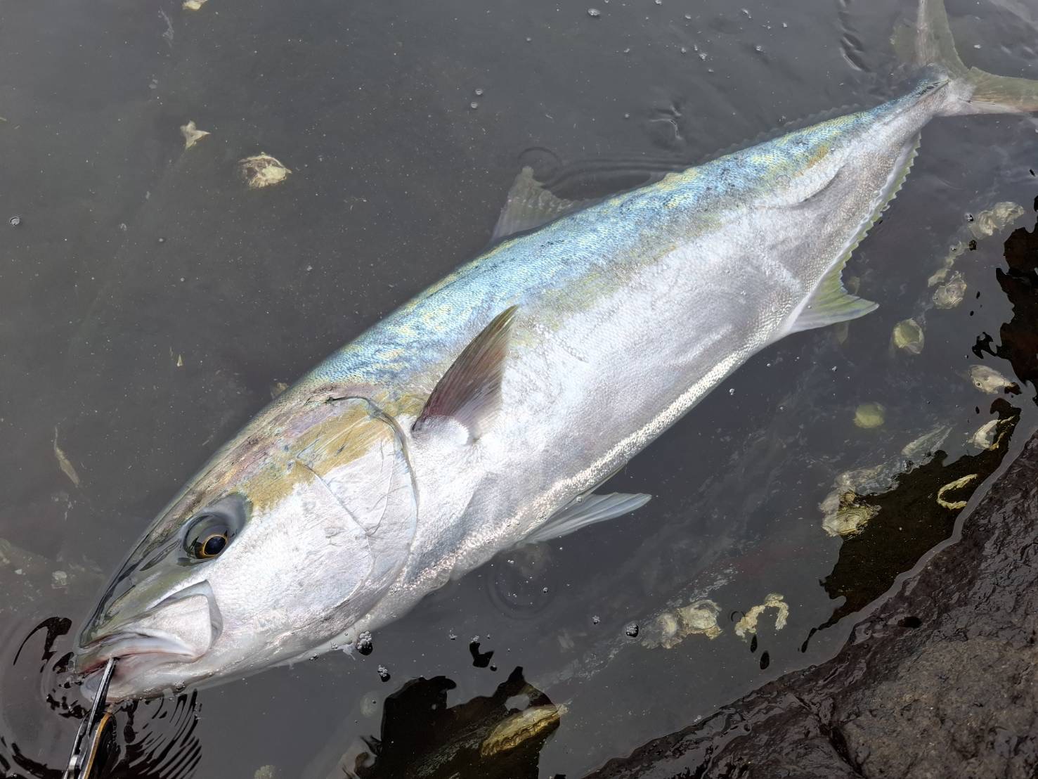 10kgオーバーの平政