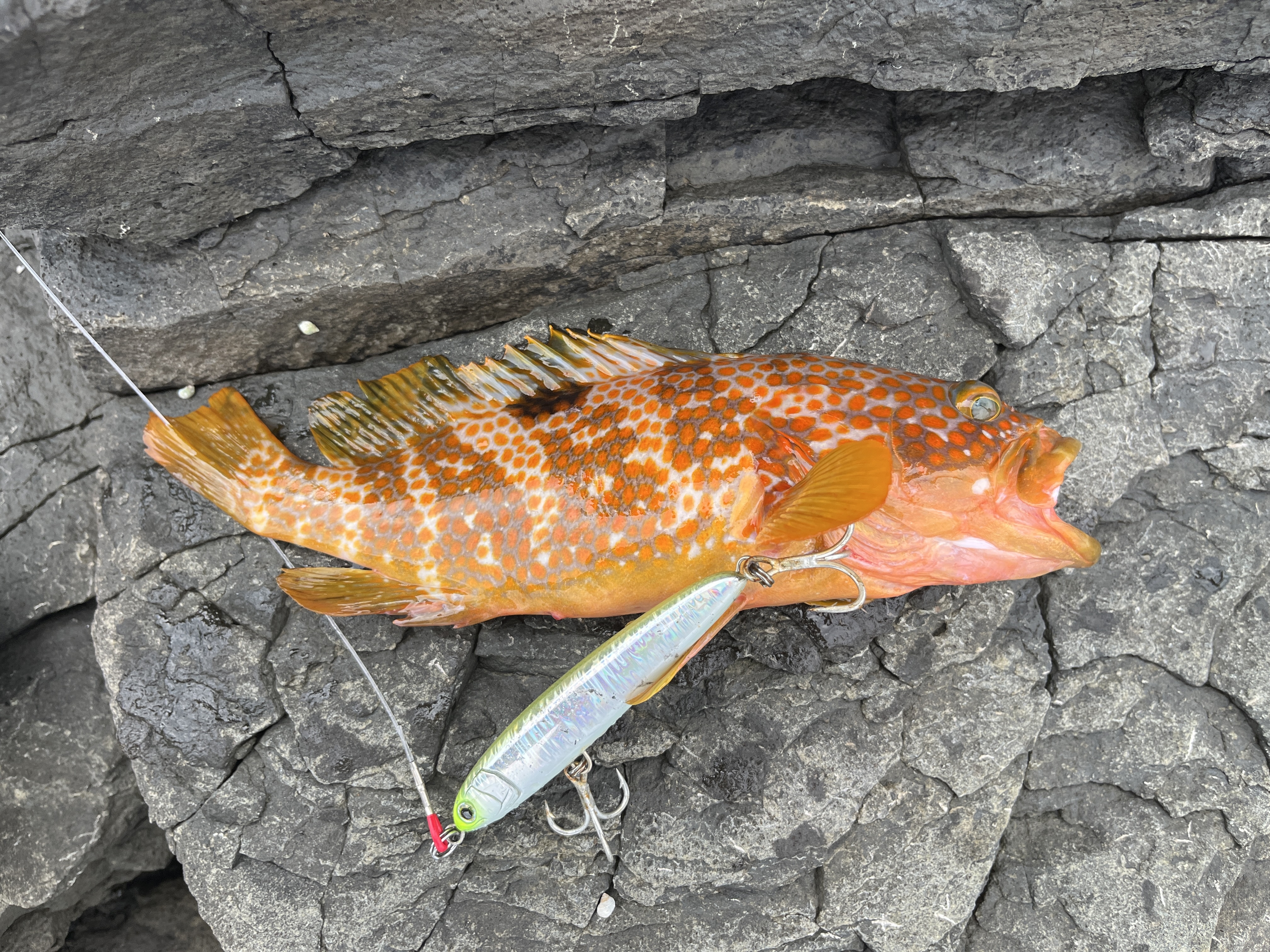 リライズで釣れたアコウ